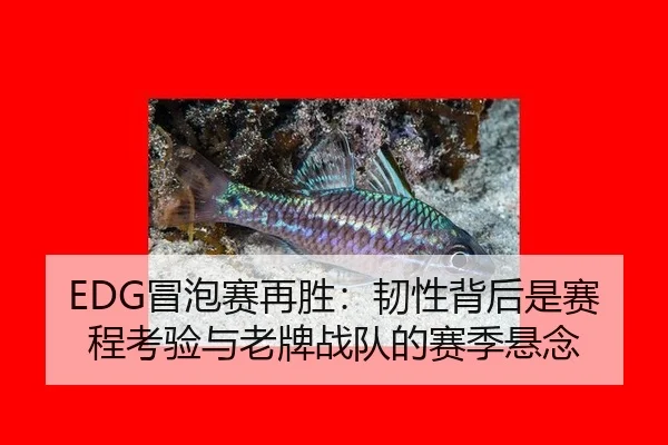 EDG冒泡赛再胜：韧性背后是赛程考验与老牌战队的赛季悬念